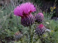 Carduus onopordioides 3, Saxifraga-Ed Stikvoort : Vayk - Tatev - Kapan A900