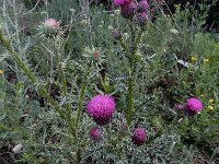 Carduus onopordioides 4, Saxifraga-Ed Stikvoort : Vayk - Tatev - Kapan A900