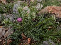 Carduus onopordioides 5, Saxifraga-Ed Stikvoort : Jerevan - Areni - Noravank A900