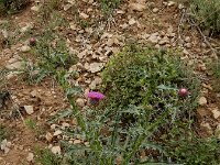 Carduus onopordioides 6, Saxifraga-Ed Stikvoort : Hermon - Selimpas - Sevanmeer