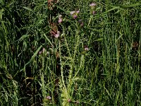 Carduus tenuiflorus 11, Tengere distel, Saxifraga-Ed Stikvoort