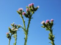 Carduus tenuiflorus 14, Tengere distel, Saxifraga-Ed Stikvoort