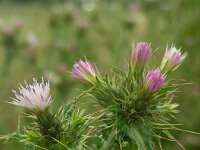 Carduus tenuiflorus 15, Tengere distel, Saxifraga-Ed Stikvoort