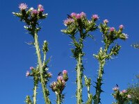 Carduus tenuiflorus 18, Tengere distel, Saxifraga-Ed Stikvoort