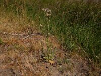 Carduus tenuiflorus 20, Tengere distel, Saxifraga-Peter Meininger