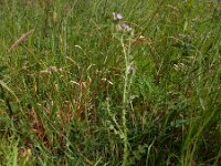Carduus tenuiflorus 21, Tengere distel, Saxifraga-Peter Meininger