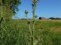Carduus tenuiflorus 9, Tengere distel, Saxifraga-Ed Stikvoort