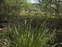 Carex acutiformis 36, Moeraszegge, Saxifraga-Willem van Kruijsbergen