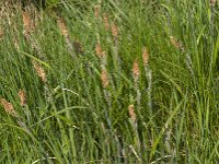 Carex acutiformis 37, Moeraszegge, Saxifraga-Jan van der Straaten