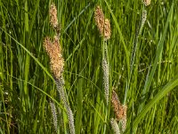 Carex acutiformis 38, Moeraszegge, Saxifraga-Jan van der Straaten