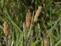 Carex acutiformis 39, Moeraszegge, Saxifraga-Jan van der Straaten