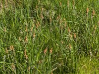 Carex acutiformis 40, Moeraszegge, Saxifraga-Jan van der Straaten