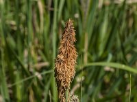 Carex acutiformis 41, Moeraszegge, Saxifraga-Jan van der Straaten