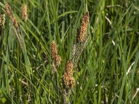 Carex acutiformis 42, Moeraszegge, Saxifraga-Jan van der Straaten