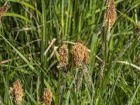 Carex acutiformis 43, Moeraszegge, Saxifraga-Jan van der Straaten
