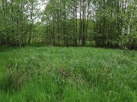 Carex aquatilis