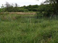 Carex aquatilis 11, Noordse zegge, Saxifraga-Hans Boll