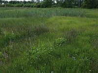 Carex aquatilis 12, Noordse zegge, Saxifraga-Hans Boll