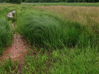 Carex aquatilis 13, Noordse zegge, Saxifraga-Hans Boll