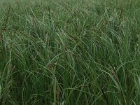 Carex aquatilis 2, Noordse zegge, Saxifraga-Hans Boll