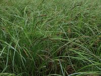 Carex aquatilis 3, Noordse zegge, Saxifraga-Hans Boll