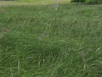 Carex aquatilis 5, Noordse zegge, Saxifraga-Hans Boll
