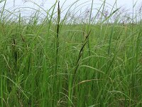 Carex aquatilis 7, Noordse zegge, Saxifraga-Hans Boll