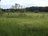 Carex aquatilis 8, Noordse zegge, Saxifraga-Hans Boll