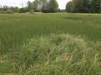 Carex aquatilis 9, Noordse zegge, Saxifraga-Hans Boll