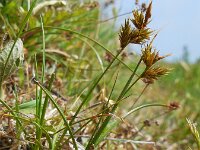 Carex arenaria 19, Zandzegge, Saxifraga-Ed Stikvoort