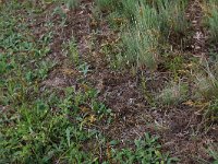Carex arenaria 23, Zandzegge, Saxifraga-Hans Boll