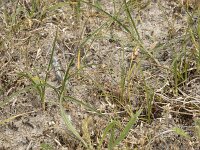 Carex arenaria 23, Zandzegge, Saxifraga-Willem van Kruijsbergen