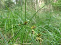 Carex arenaria 3, Zandzegge, Saxifraga-Rutger Barendse