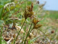 Carex arenaria 6, Zandzegge, Saxifraga-Ed Stikvoort