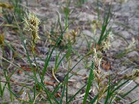 Carex arenaria 9, Zandzegge, Saxifraga-Ed Stikvoort