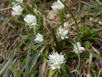 Carex baldensis 3, Saxifraga-Rutger Barendse