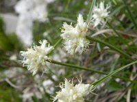 Carex baldensis 5, Saxifraga-Rutger Barendse