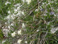 Carex baldensis 6, Saxifraga-Rutger Barendse