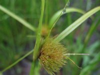 Carex bohemica 1, Saxifraga-Rutger Barendse