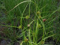 Carex bohemica 2, Saxifraga-Rutger Barendse
