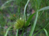 Carex bohemica 3, Saxifraga-Rutger Barendse
