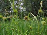 Carex bohemica 4, Saxifraga-Rutger Barendse