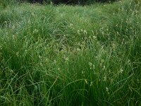 Carex brizoides 12, Trilgraszegge, Saxifraga-Ed Stikvoort