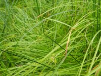 Carex brizoides 2, Trilgraszegge, Saxifraga-Rutger Barendse