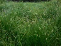 Carex brizoides 4, Trilgraszegge, Saxifraga-Ed Stikvoort