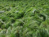 Carex brizoides 6, Trilgraszegge, Saxifraga-Ed Stikvoort