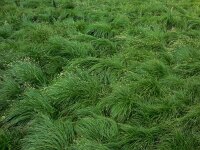 Carex brizoides 7, Trilgraszegge, Saxifraga-Ed Stikvoort