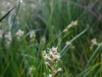 Carex brizoides 8, Trilgraszegge, Saxifraga-Ed Stikvoort