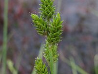Carex canescens, White Sedge