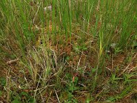 Carex canescens 10, Zompzegge, Saxifraga-Hans Boll